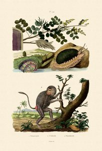 Abalone, 1833-39 alkotó: French School